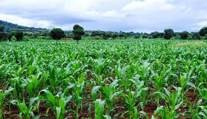 Climate-Resilient Agriculture, Scientist, Advanced Biotechnology Training, Nigeria